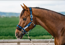 Load image into Gallery viewer, Reflective Halter With LK Controller Cob - Pre Order
